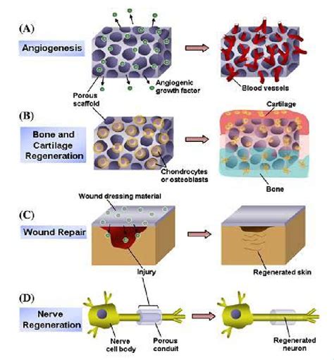 Exploring the Role of Growth Factors in Enhancing Tissue Regeneration