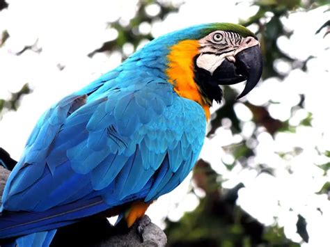 Exploring the Role of Parrots as Symbols of Freedom and Liberation in Dreams