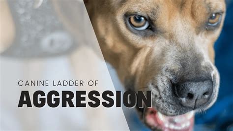 Exploring the Role of Personal Trauma in Dreaming of Canine Aggression