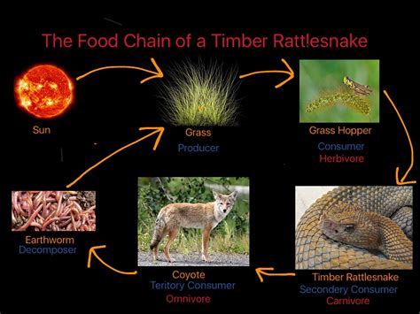 Exploring the Role of Tree Snakes in the Food Chain