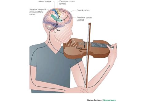 Exploring the Science behind Music and Rest