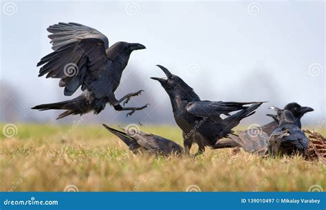 Exploring the Scientific Explanation for the Behavioral Patterns and Interactions of Ravens