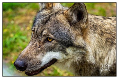 Exploring the Significance and Meanings of an Ivory Canis Lupus Encounter in One's Dreams