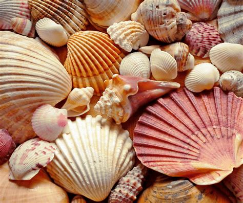 Exploring the Significance and Symbolism of Seashells within the Realm of Dreams