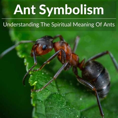 Exploring the Significance of Ants in Different Cultures: Connecting the Dots