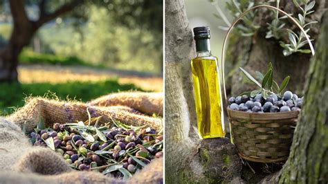 Exploring the Significance of Black Olives in Mediterranean Culture