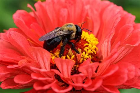 Exploring the Significance of Consuming Bees