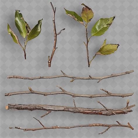 Exploring the Significance of Diverse Twigs and Limbs in Oneiric Visions