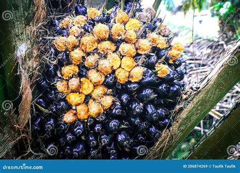 Exploring the Significance of Dreaming about Unripe Palm Fruit