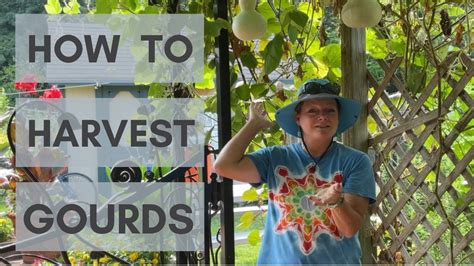 Exploring the Significance of Harvested Gourds: Nurturing Personal Development