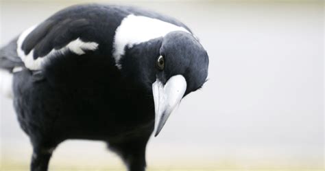 Exploring the Significance of Magpies in Various Dream Scenarios