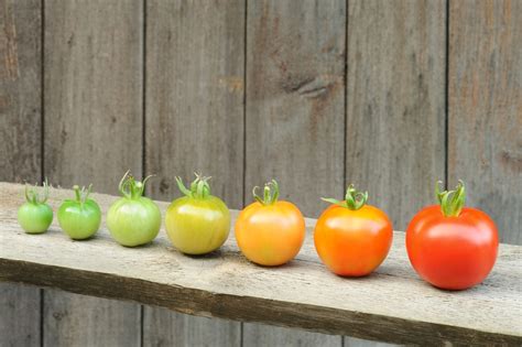 Exploring the Significance of Maturing Crimson Tomatoes in Relation to Personal Development and Inner Satisfaction