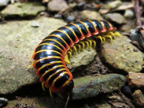 Exploring the Significance of Millipedes in Various Cultures