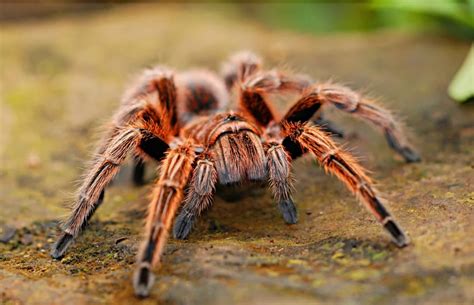 Exploring the Significance of Misplacing a Tarantula in a Dream