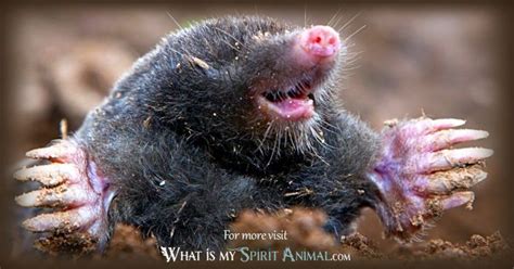 Exploring the Significance of Mole Animals: Embracing Your Inner Knowing