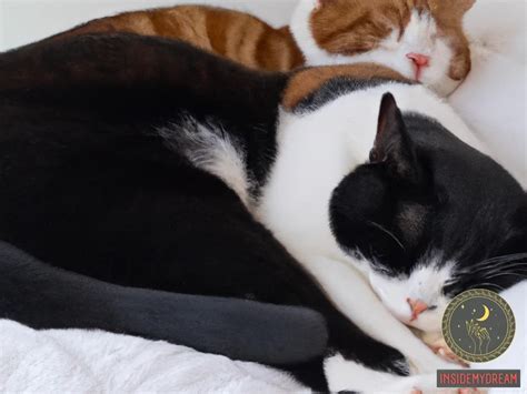 Exploring the Significance of Multiple Feline Companions in Personal Relationships