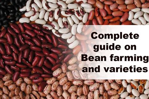 Exploring the Significance of Oil Bean Seed in Farming Communities