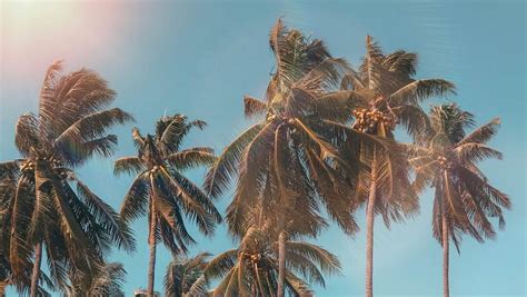 Exploring the Significance of Palm Trees Across Cultures