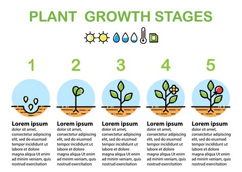 Exploring the Significance of Plant Growth and Maturation