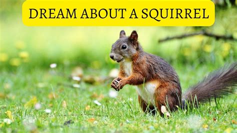 Exploring the Significance of Squirrels in Dream Analysis