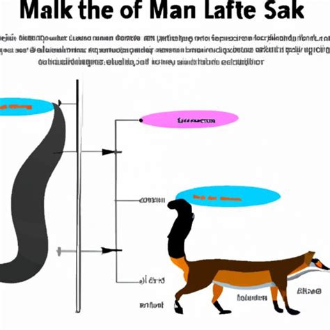 Exploring the Significance of Tails: Length, Shape, and Function