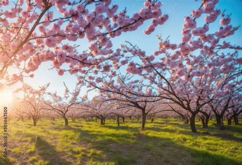 Exploring the Significance of Thorned Blossoms Across Cultures 