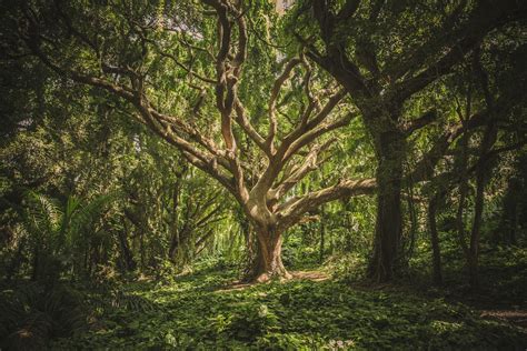 Exploring the Significance of Trees in the Realm of Dreams