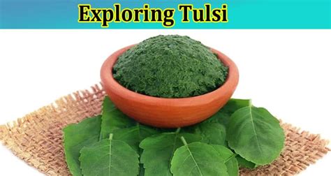 Exploring the Significance of Tulsi in Embodying Healing and Well-being