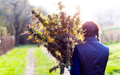 Exploring the Significance of Weed Harvesting Dreams on Emotional Well-being