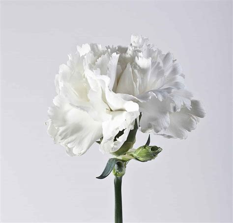 Exploring the Significance of White Carnations as Gifts