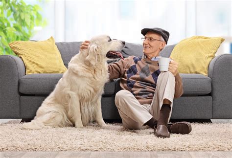 Exploring the Significance of an Aged Canine Companion