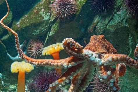 Exploring the Significance of the Octopus Symbolism