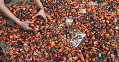 Exploring the Significance of the Palm Kernel in Everyday Life