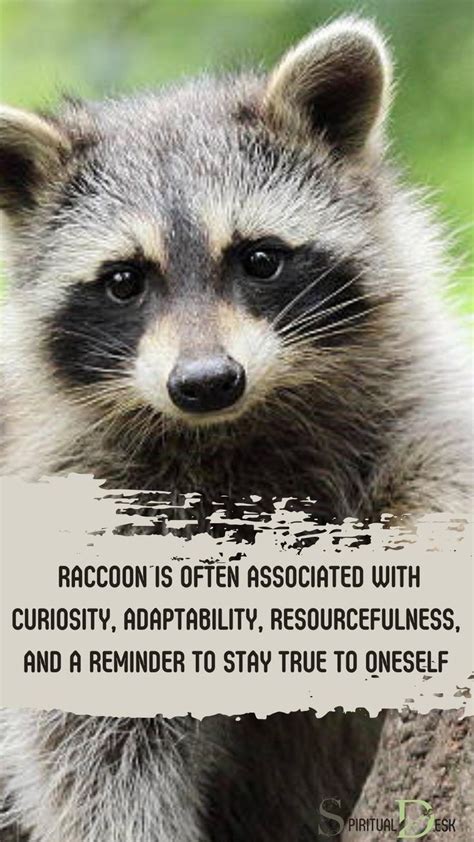 Exploring the Spiritual Connection with your Raccoon Animal Guide: Cultivating Harmony and Guidance