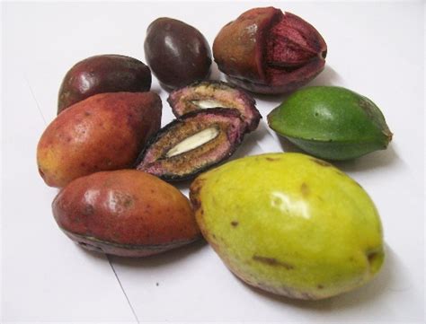 Exploring the Spiritual Interpretations of Tropical Nuts