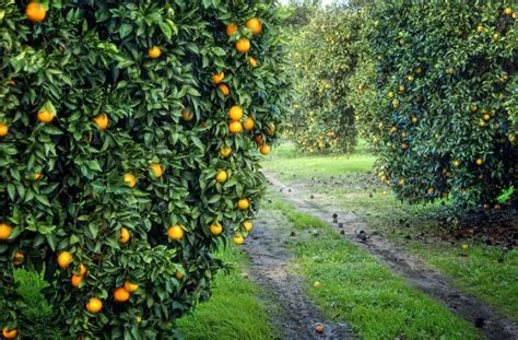 Exploring the Spiritual Meanings of Dreaming about a Citrus Orchard