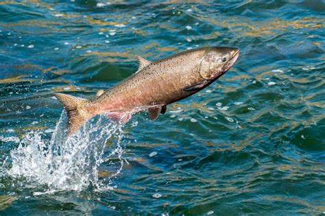 Exploring the Spiritual Significance of Salmon Dreams