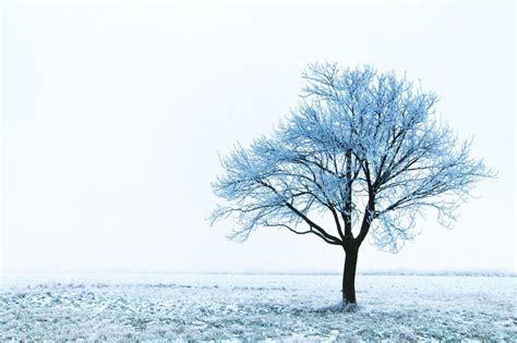 Exploring the Spiritual Significance of Snow Trees