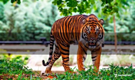 Exploring the Spiritual Significance of Tigers in Dreams