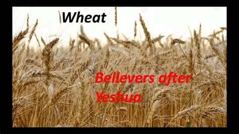 Exploring the Spiritual Significance of Wheat Kernel Visions