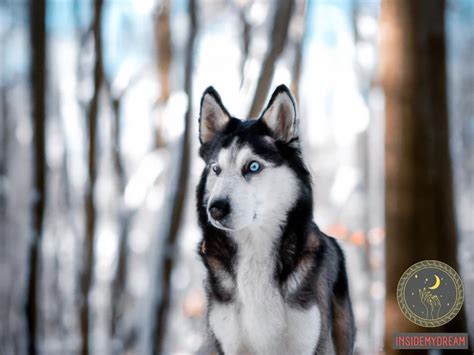 Exploring the Spiritual Significance of a Snowy Husky Canine in One's Dreams