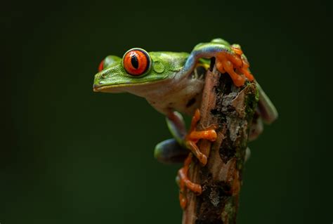 Exploring the Spiritual Significance of the Tree Frog in Different Cultures