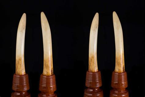 Exploring the Spiritual and Healing Properties of Ivory Sediment