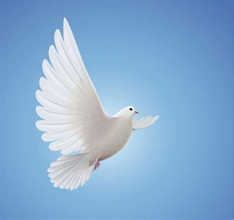 Exploring the Spiritual and Religious Significance of Pure Doves