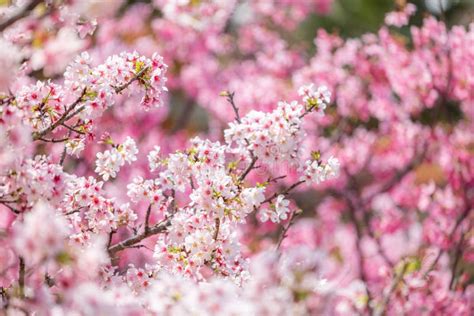 Exploring the Splendor of Blossoming Sakura Trees