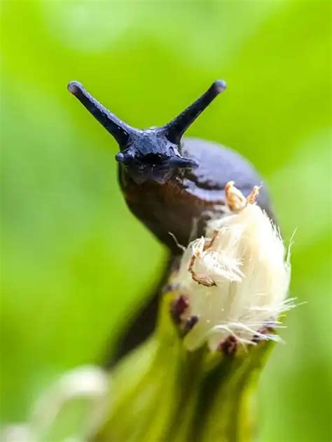 Exploring the Subconscious: Psychological Interpretation of Slug Dreams