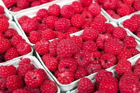 Exploring the Sweet World of Raspberry Harvesting