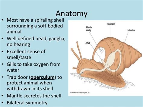 Exploring the Symbolic Interpretation of Gastropod Intrusion