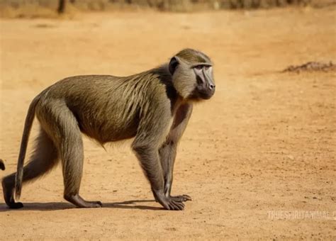 Exploring the Symbolic Meaning behind the Fierce Primate