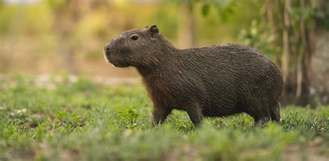 Exploring the Symbolic Meaning of a Bright Rodent with Scarlet Gaze